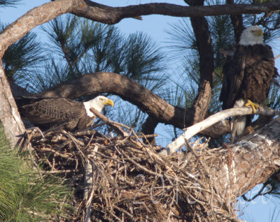 nesting bald eagles