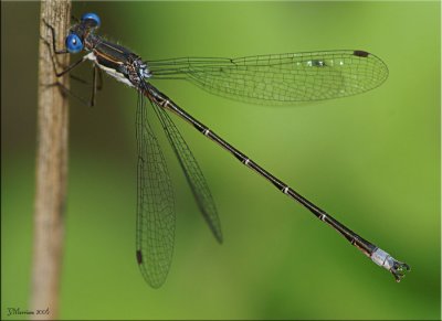 Spotted Spreadwing  ~  Lestes congener Male