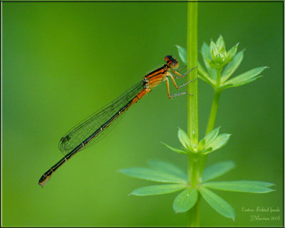 Ischnura verticalis ~ Eastern Forktail Female