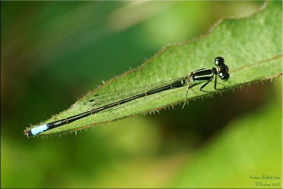 Ischnura verticalis ~ Eastern Forktail Male