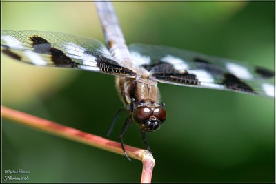 Twelve-spotted Skimmer Male