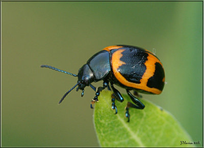 Milkweed Leaf Beetle ~ Labidomera clivicollis