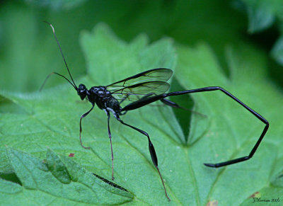 Pelecinid Wasp ~ Pelecinus polyturator