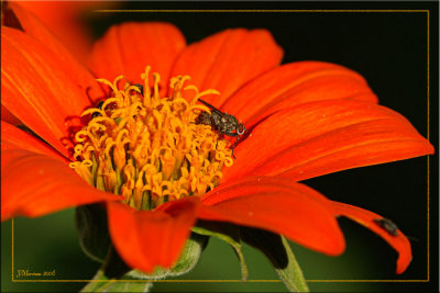 Tithonia