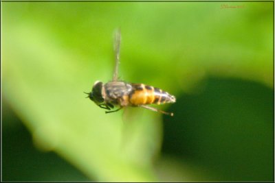 Hover Fly Hovering