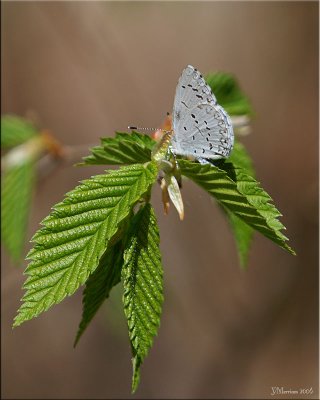 Spring Azure