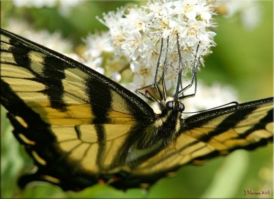 Eastern Tiger Swallowtail Closeup