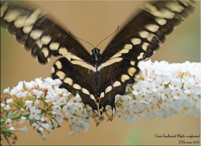 Giant Swallowtail Dorsal