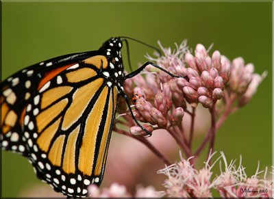 Butterfly Buffet