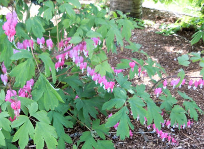 Bleeding Hearts