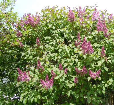 Lilac Bush