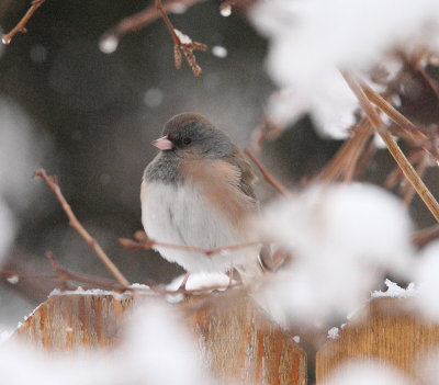 Dark-eyed Juncos in the Snow