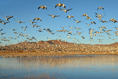 Bosque del Apache -- Feb 2013