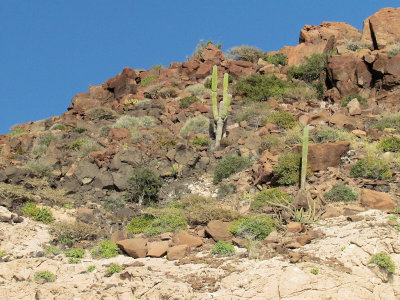 Cordon Cactus Plants (3108X)