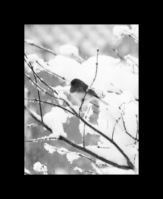 Bird in snow.jpg