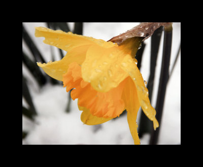 Flower in the snow.jpg