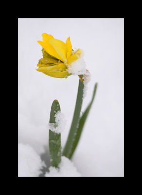 spring snow 038.jpg
