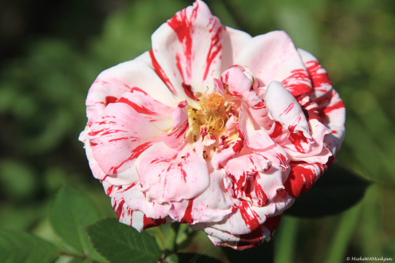 Scentimental Rose