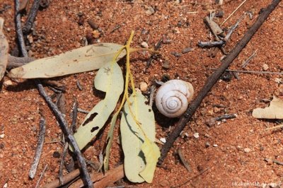 Ground
