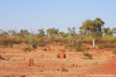 Termite mounds