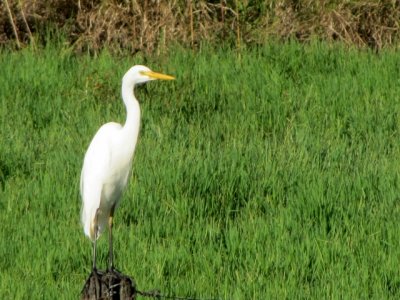 Long Egret