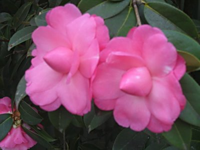28 august Interesting camellia's