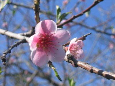 29 august Nectarine blossom