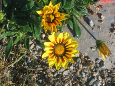 31 august Daisies