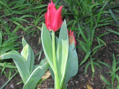 3 september Red tulip
