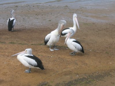 5 september Australian Pelikans