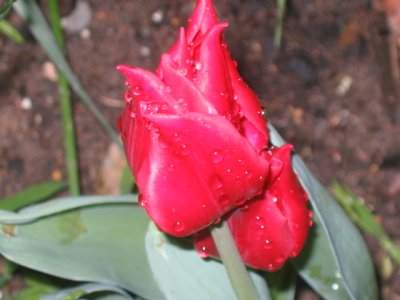 6 september raindrops and red tulips
