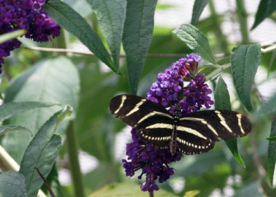 Tigerbutterfly2.jpg