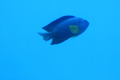 blue fish.jpg