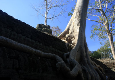 another silk-cotton tree.jpg