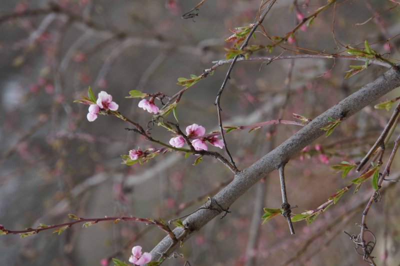 Jardin Tino Rossi