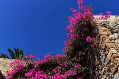 Bougainvillia Display, Monemvasia