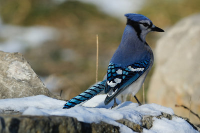 Blue Jay 