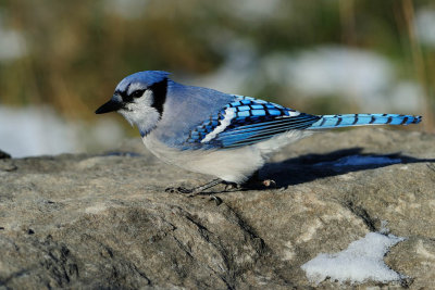 Blue Jay 