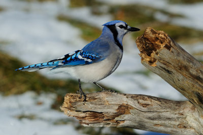 Blue Jay