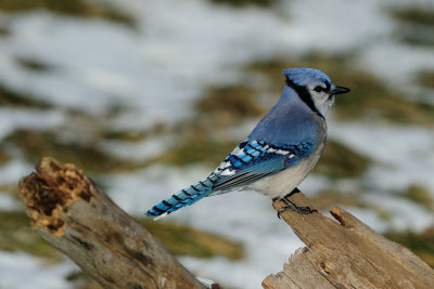 Blue Jay 