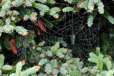 Spider web on Spruce
