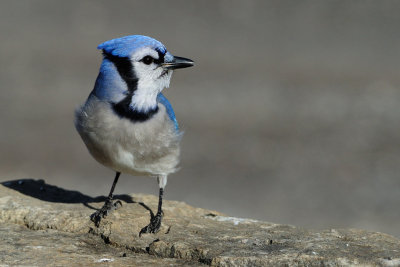 Blue Jay 