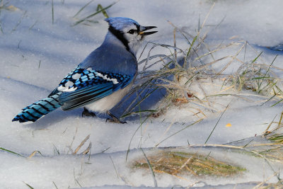 Blue Jay 