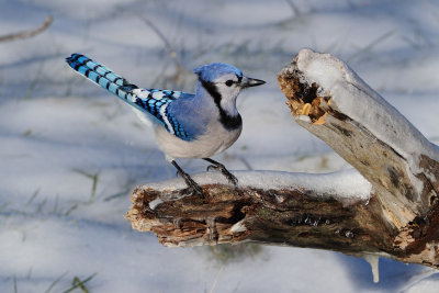 Blue Jay