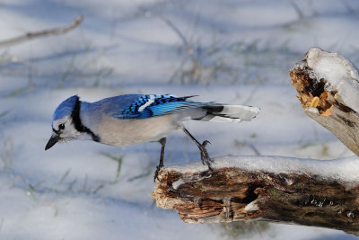 Blue Jay