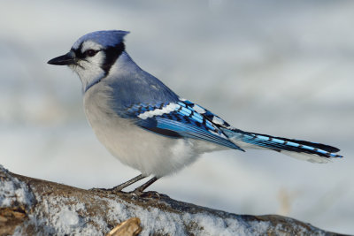 Blue Jay