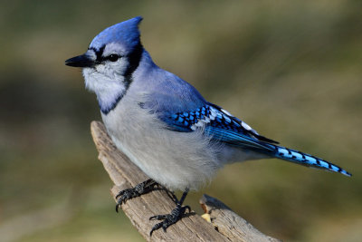 Blue Jay 