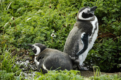 Magellanic Penguin