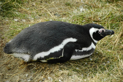 Magellanic Penguin