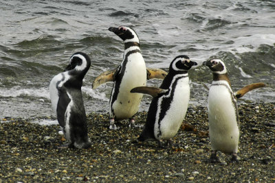 Magellanic Penguin